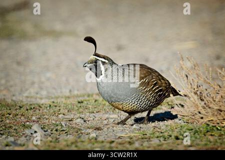 Eine niedliche kalifornische Quail spaziert auf dem Boden in der Nähe von Liberty Lake, Washington. Stockfoto