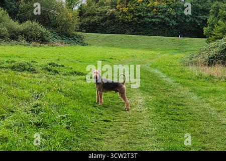 Airedale Terrier steht auf grünem Grasfeld im Park und ist an bewölkten Herbsttagen wachsam Stockfoto
