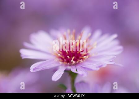 Makroaufnahme der Aster pringlei Phoebe Blume mit violetten Blüten und gelb-rotem Zentrum, detaillierte Ansicht der dekorativen mehrjährigen Blüte im Garten. Stockfoto