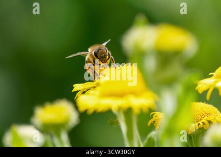 Westliche Honigbiene-APIs mellifera visting Common fleabane-Pulicaria dysenterica. Stockfoto