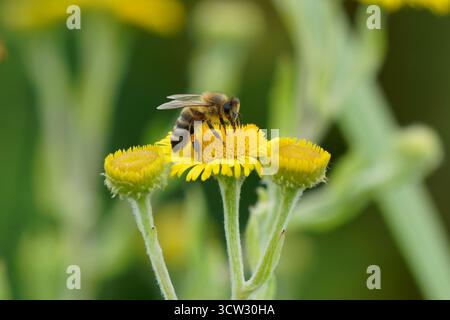 Westliche Honigbiene-APIs mellifera visting Common fleabane-Pulicaria dysenterica. Stockfoto