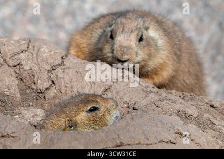 Schwarzschwanzpräiriehund (Cynomys ludovicianus), der in den Great Plains von Nordamerika geboren ist und aus dem Eingang der Höhle kommt Stockfoto