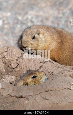 Schwarzschwanzpräiriehund (Cynomys ludovicianus), der in den Great Plains von Nordamerika geboren ist und aus dem Eingang der Höhle kommt Stockfoto