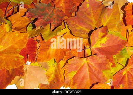 Gelber Herbstlaub Hintergrund. Draufsicht, Vollformat. Stockfoto