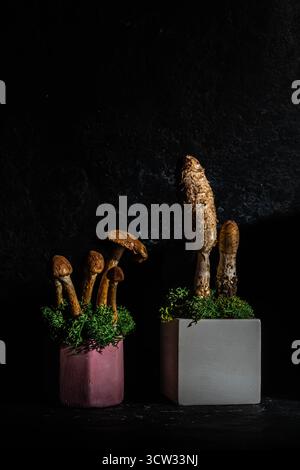 Betonpodeste und Pilze auf schwarzem Hintergrund. Stillleben. Einrichtung im Wald und natürlicher Stil Stockfoto
