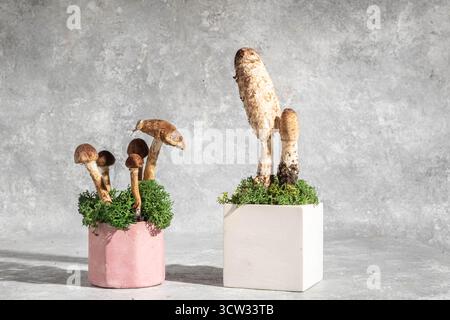 Betonpodeste und Pilze auf grauem Hintergrund. Stillleben. Einrichtung im Wald und natürlicher Stil Stockfoto