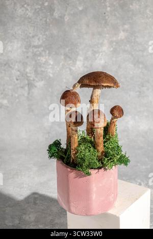 Schließen Sie Betonpodeste und Pilze auf grauem Hintergrund. Stillleben. Einrichtung im Wald und natürlicher Stil Stockfoto
