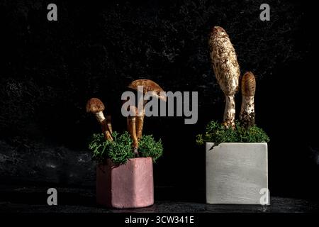 Stillleben. Betonpodeste und Pilze auf schwarzem Hintergrund. Einrichtung im Wald und natürlicher Stil Stockfoto