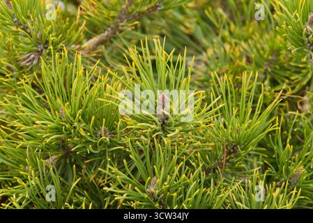 Kompakte Bergkiefer mit dichtem goldgelbem Winterlaub, perfekt für Felsengärten und kleine Landschaften. Das ganze Jahr über hart und dekorativ. Stockfoto