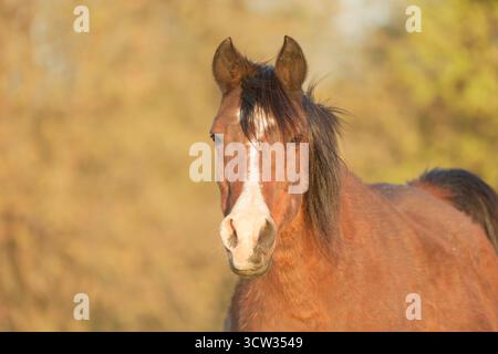 Wunderschönes, 32 Jahre altes, arabisches Pferd, das glücklich und mit hellen Augen aussieht und auf der Frühjahrsweide auf den Betrachter blickt Stockfoto