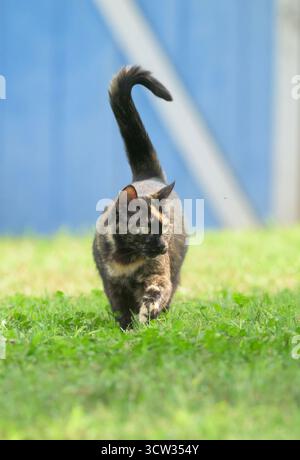 Wunderschöne Schildpatt Katze, die im Sommer im Gras auf den Betrachter zugeht, vor einer blau-weißen Scheunentür Stockfoto