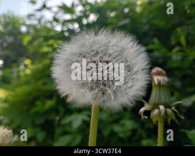 Eine Nahaufnahme eines Löwenzahn-Samenkopfes mit flauschigen weißen Samen vor einem verschwommenen grünen Hintergrund. Der Löwenzahn ist in voller Blüte und zeigt seine Delikatesse Stockfoto