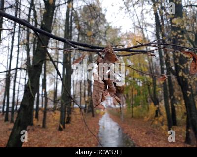 Eine Nahaufnahme von trockenen Blättern, die an einem Zweig in einem Wald hängen. Der Weg ist gesäumt von gefallenen Blättern, umgeben von hohen Bäumen in Herbstfarben. Stockfoto