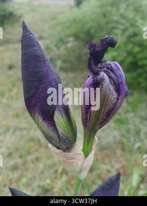 Zwei lila Irisknospen in einer natürlichen Umgebung. Die Blumen sind teilweise geöffnet und zeigen ihre leuchtenden Farben und einzigartigen Formen. Grünes Laub ist sichtbar Stockfoto