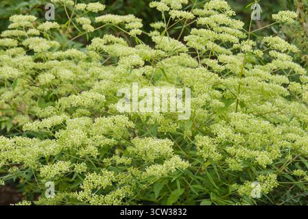 Mehrjährige mit kleinen, gelblich-weißen Blüten auf hohen Stängeln. Blüht im Spätsommer und zieht Bestäuber an. Heimisch in Ostasien, oft verwendet Stockfoto