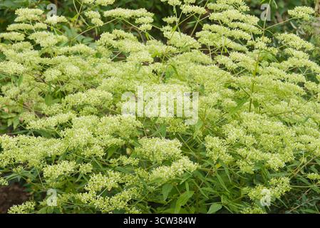 Mehrjährige mit kleinen, gelblich-weißen Blüten auf hohen Stängeln. Blüht im Spätsommer und zieht Bestäuber an. Heimisch in Ostasien, oft verwendet Stockfoto