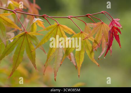 Elegante Blätter in Grün-, Gelb- und Rottönen mit atemberaubendem Herbstübergang. Ein Symbol für Anmut und saisonale Schönheit. Stockfoto