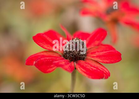 Das leuchtend rote Zinnia präsentiert sich in voller Blüte mit leuchtenden Blütenblättern und goldenen Staubblättern. Eine auffällige Sommerblume, die für ihre auffällige Farbe und Symmetrie bewundert wird Stockfoto