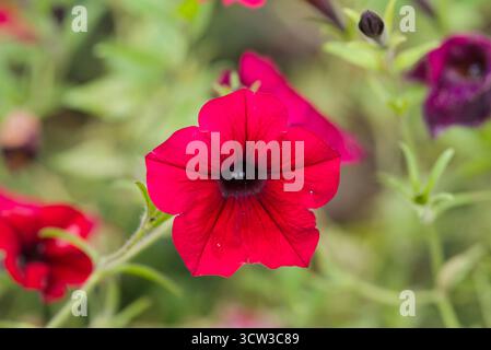 Hellrote, samtige Petunie mit tiefem Zentrum, bekannt für ihre satte Farbe und ihre ausgeprägte Wuchsgewohnheit. Ideal für Gartenbeete und hängende Körbe. Stockfoto