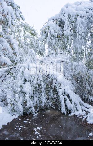 Winterwald mit Bäumen bedeckt mit frischem Schnee. Wunderschöne Winterlandschaft Stockfoto