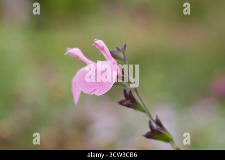 Zarter rosafarbener Salbei mit zweilippigen Blüten, die den ganzen Sommer über blühen. Beliebt für seinen Duft und für das Anziehen von Bienen und Schmetterlingen. Stockfoto