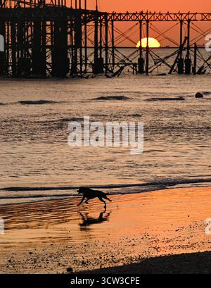 Brighton UK 9. Oktober 2025 - Ein Hund läuft gerne am Strand während genießen Sie einen wunderschönen Sonnenuntergang über Brighton Beach und dem West Pier nach einem weiteren warmen Tag entlang der Südküste : Credit Simon Dack / Alamy Live News Stockfoto