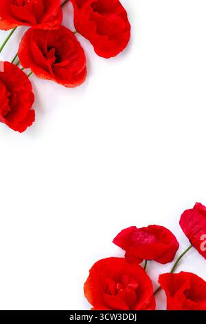 Blumen roter Mohn ( Maismohn, Maisrose, Feldmohn ) auf weißem Hintergrund mit Platz für Text. Draufsicht, flach Stockfoto