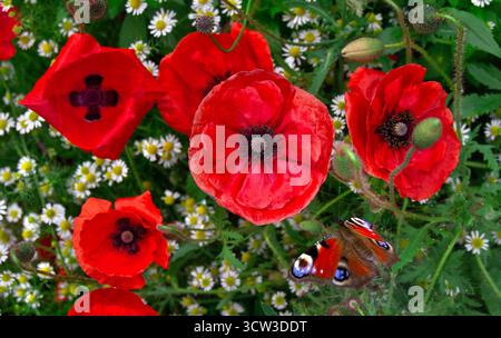 Blumen Roter Mohn, Schmetterling und weiße Gänseblümchen auf dem Feld. Draufsicht Stockfoto