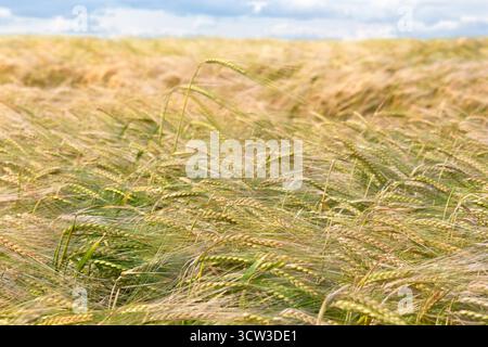 Feldroggen (secale cereale) in der Reifezeit bei bewölktem Hintergrund Stockfoto