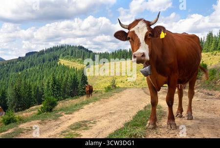 Braune Kuh auf Bergstraße mit malerischer Aussicht und blauem Himmel Stockfoto