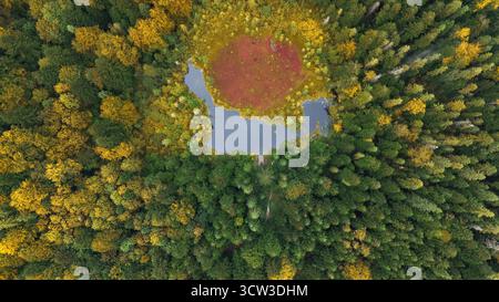 Drohnenblick auf den Waldteich in der Herbstsaison. Luftbild eines kleinen Waldteichs, umgeben von bunten Herbstbäumen, mit einem sichtbaren Dock und einem roten Stockfoto