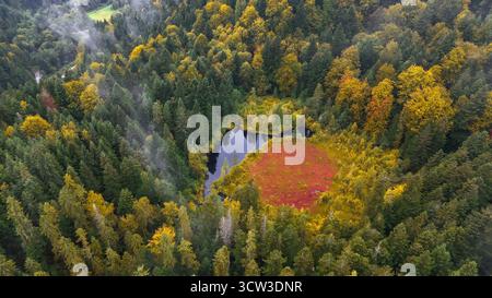 Versteckter Herbstteich umgeben von farbenfrohen Wäldern. Aus der Vogelperspektive auf einen abgelegenen Teich in einem dichten Wald im Herbst, mit lebhaftem Laub und einem beeindruckenden Stockfoto