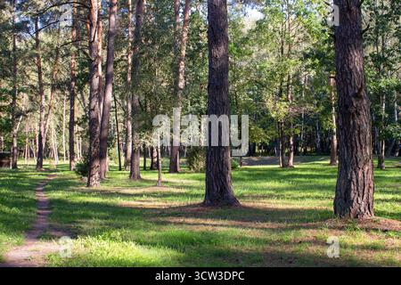 Sonnenlicht beleuchtet das grüne Gras und die Baumstämme in einem Kiefernwald und erzeugt natürliche Reflexe und Schatten. Ein schöner Frühlings- oder Sommerwald Stockfoto