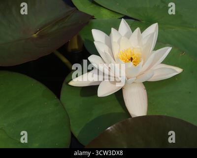 Geburtsblume im Juli: Nahaufnahme einer weißen Seerose mit gelbem Zentrum und umliegenden Lilienpads, in voller Blüte in einem walisischen Teich im Hochsommer. Stockfoto