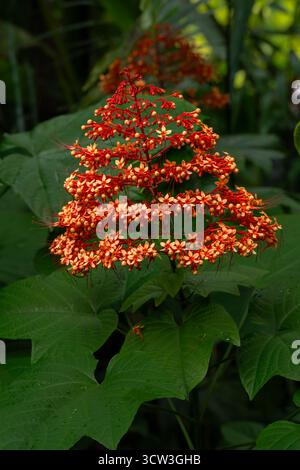 Pagodenblume (Clerodendrum paniculatum) auf Big Island, HI Stockfoto
