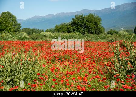 Lebhafte Mohnfeldanlage Unter Klarem Blauen Himmel Stockfoto
