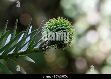 Wollemia nobilis. Wollemi Pine. Stockfoto
