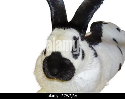 Weißes Kaninchen mit schwarzen Flecken auf weißem Hintergrund Stockfoto