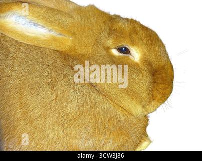 Neuseeländisches rotes Kaninchen isoliert auf weiß Stockfoto