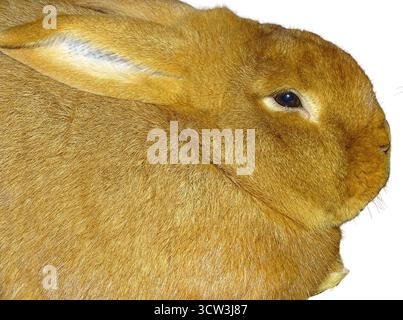 Neuseeländisches rotes Kaninchen isoliert auf weiß Stockfoto