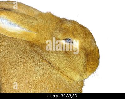 Neuseeländisches rotes Kaninchen isoliert auf weiß Stockfoto