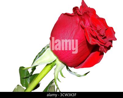 Rote Rose isoliert auf weißem Hintergrund Stockfoto