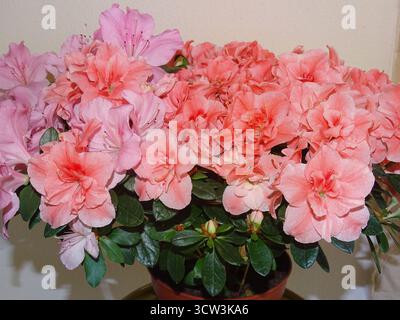 Satsuki Azalea Blüten. Rhododendron indicum Stockfoto