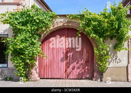 Rotes Tor im Torbogen, mit Weinreben bewachsen Stockfoto
