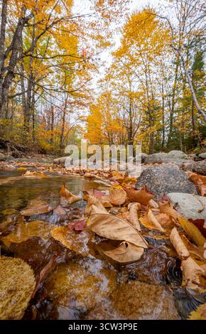 Brook Im Herbst Stockfoto