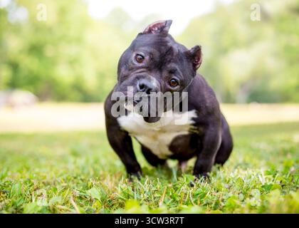 Ein kurzer, muskulöser amerikanischer Tyrannehund mit abgeschnittenen Ohren, der draußen steht Stockfoto