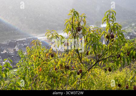 Rotwein Pfirsiche, Erntezeit in der Region Calmont am Moseltal, Pfirsiche auf Weinbergen in Deutschland Stockfoto