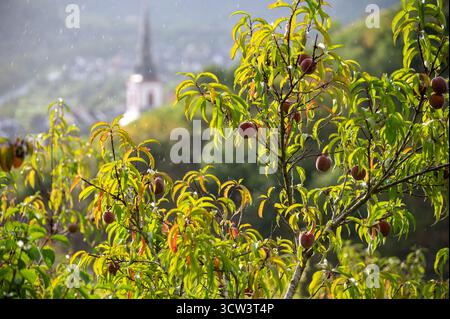 Rotwein Pfirsiche, Erntezeit in der Region Calmont am Moseltal, Pfirsiche auf Weinbergen in Deutschland Stockfoto
