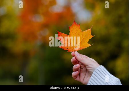 Nahaufnahme der Frauenhand in einem gemütlichen weißen Strickpullover, der ein hellorangefarbenes Ahornblatt auf einem verschwommenen Hintergrund des lebendigen Herbstwaldes mit warmem Herbstkosmos hält Stockfoto