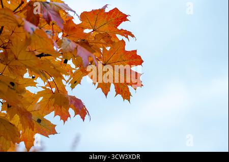 Helle bunte Ahornblätter auf Ästen vor klarem blauem Himmel am sonnigen Herbsttag schaffen natürlichen saisonalen Hintergrund und herbstliche Atmosphäre Stockfoto